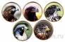 Западная Сахара набор 5 монет 10 песет 2019 Хищные птицы