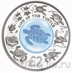 Британская территория в Индийском океане 2 фунта 2009 Жизнь черепахи (серебро)